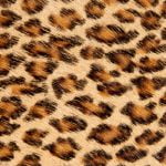 Baby leopard