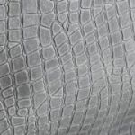 Baby turtle Oregon