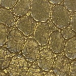Croco gold