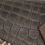 Baby turtle Brown