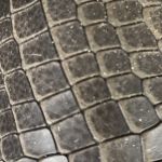Baby turtle brown